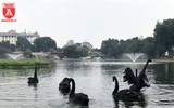 Đàn thiên nga ở hồ Thiền Quang vẫn có nguy cơ bị thương do lưỡi câu